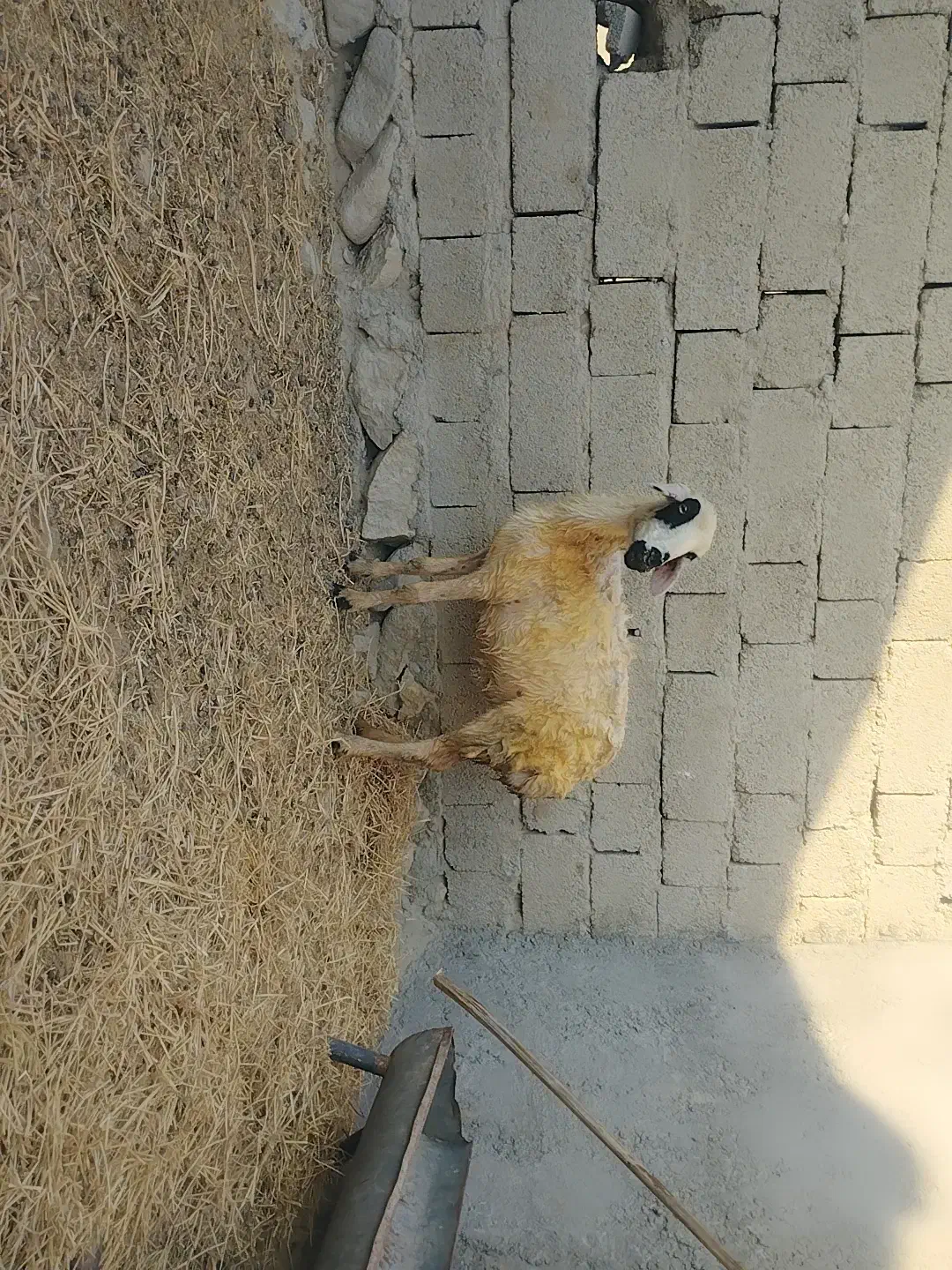 یک عدد میش|حیوانات مزرعه|بندرعباس, |دیوار