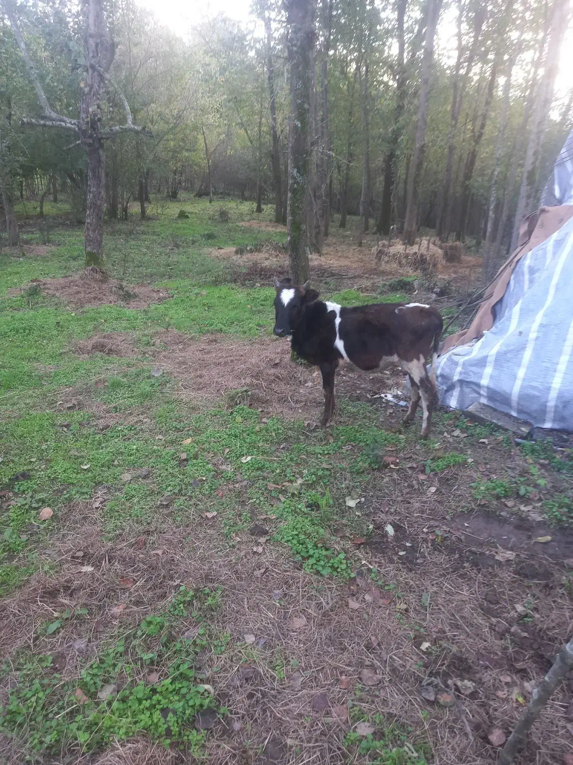 گاو گوساله ماده مشکی ساکت|حیوانات مزرعه|سنگر, |دیوار