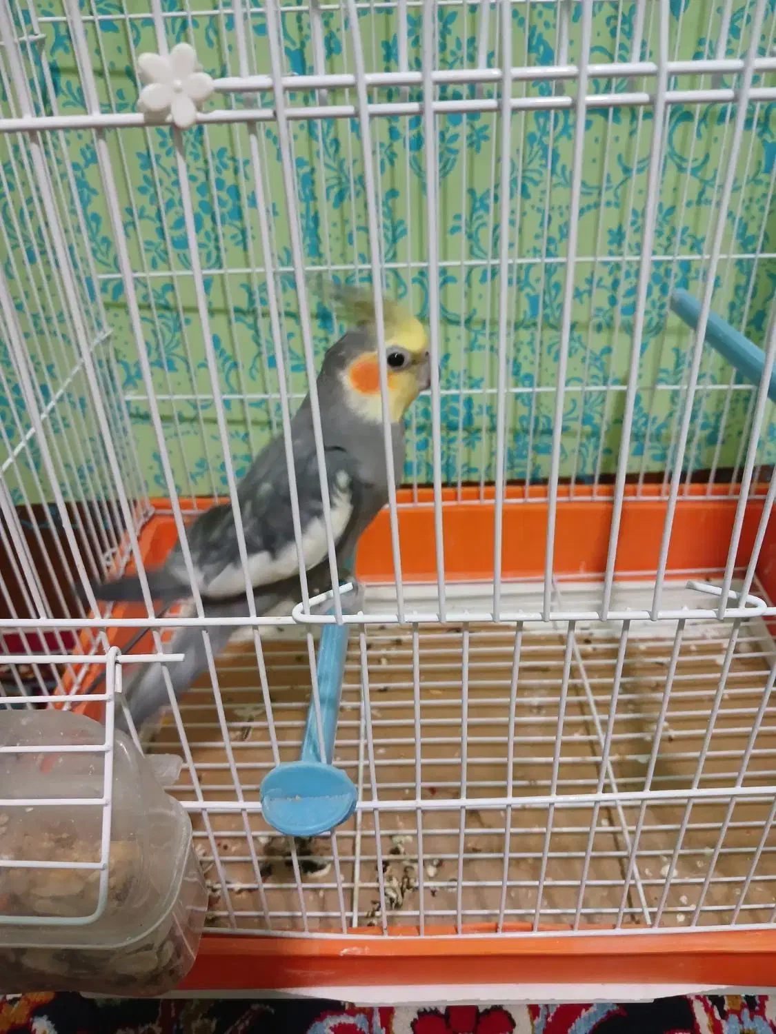 اسباب بازی، عروس هلندی|پرنده|مهران (ایلام), |دیوار