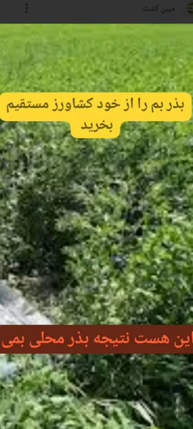 بذر یونجه محلی بمی اصلاح سس گیری شده|خدمات باغبانی و درختکاری|رودبار (کرمان), |دیوار