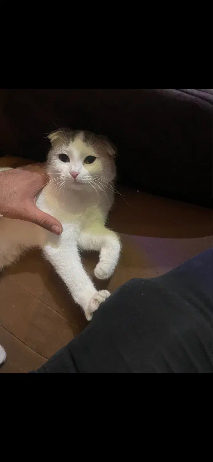 واگذاری گربه اسکاتیش فولد ماده|گربه|تبریز, |دیوار