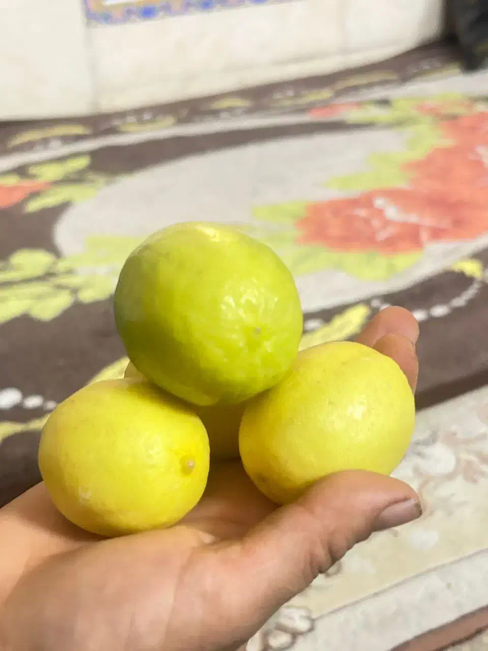 لیمو ترش صادراتی|خوردنی و آشامیدنی|شیراز, شهرک مهدیآباد|دیوار