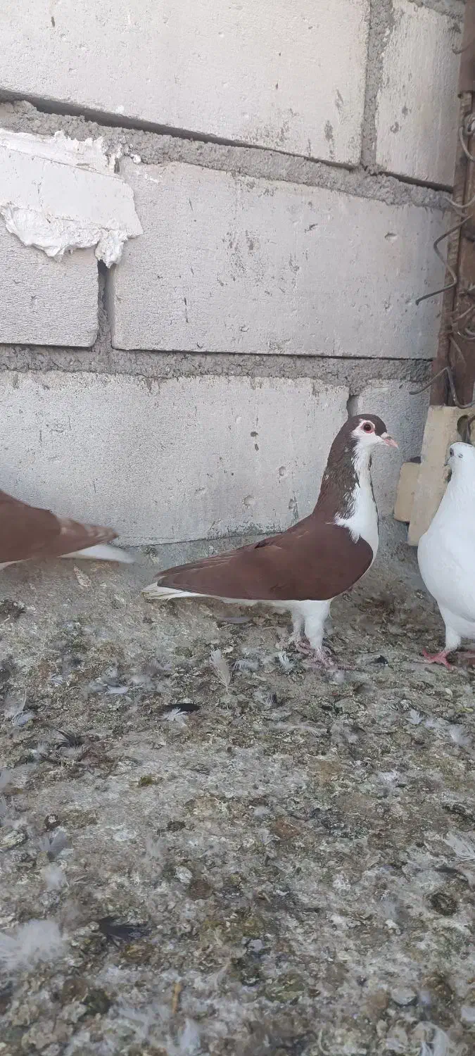 شهری نرو ماده|پرنده|خرمشهر, |دیوار