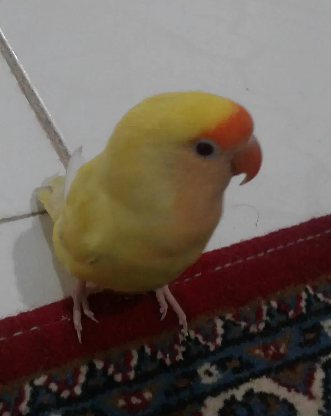 طوطی برزیلی ۱۲۰۰۰۰۰|پرنده|پاکدشت, پاکدشت (مامازند)|دیوار