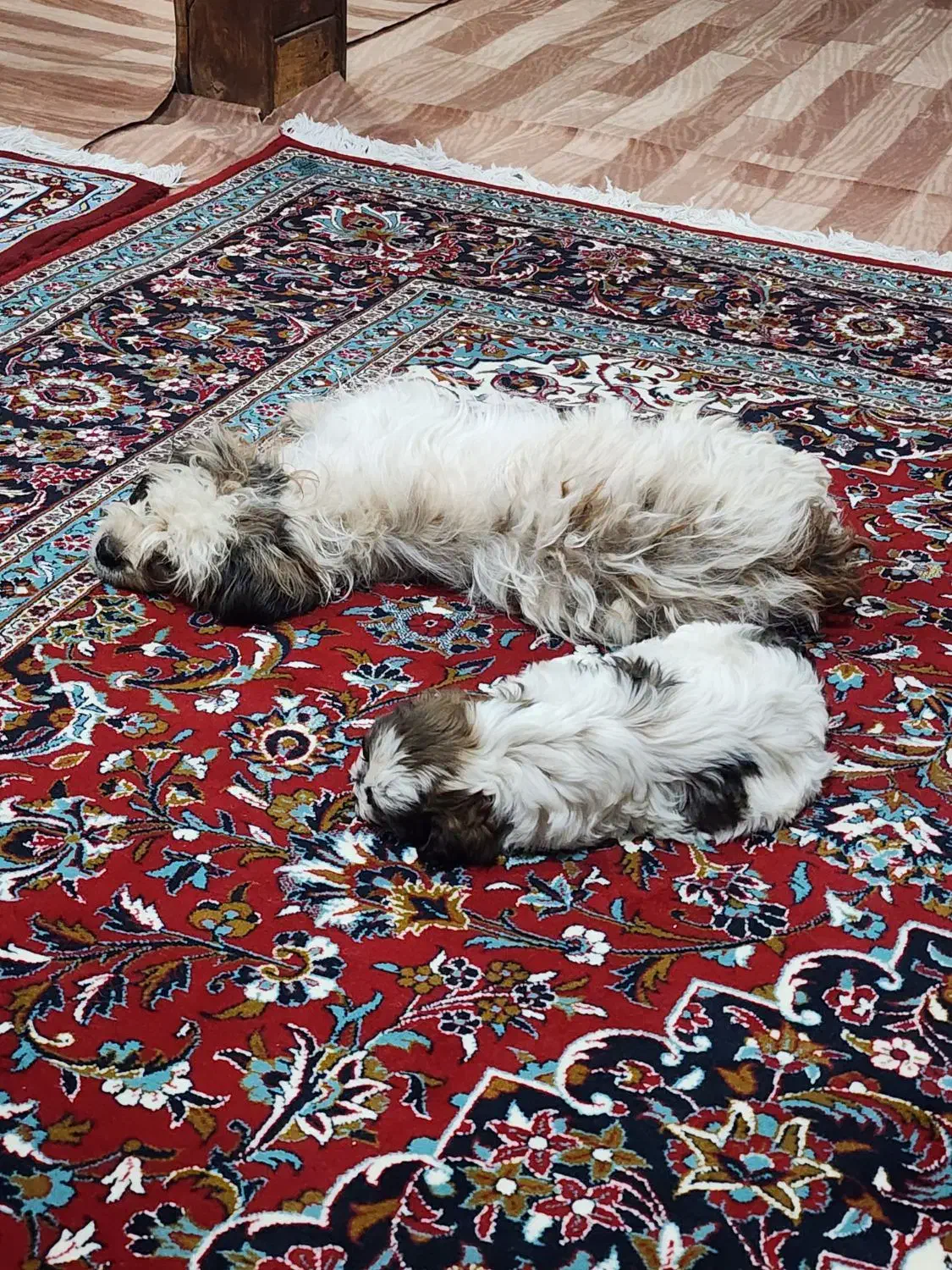 سگ شیتزو.پیدا شده|حیوانات|تبریز, |دیوار