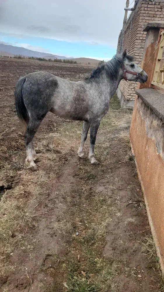 اسب نریان|اسب و تجهیزات اسب‌سواری|ارومیه, |دیوار