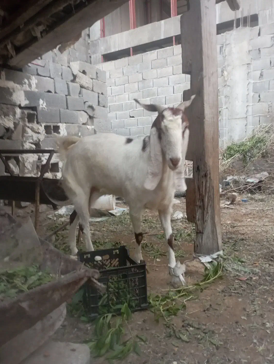 بزه|حیوانات مزرعه|بندر دیر, |دیوار