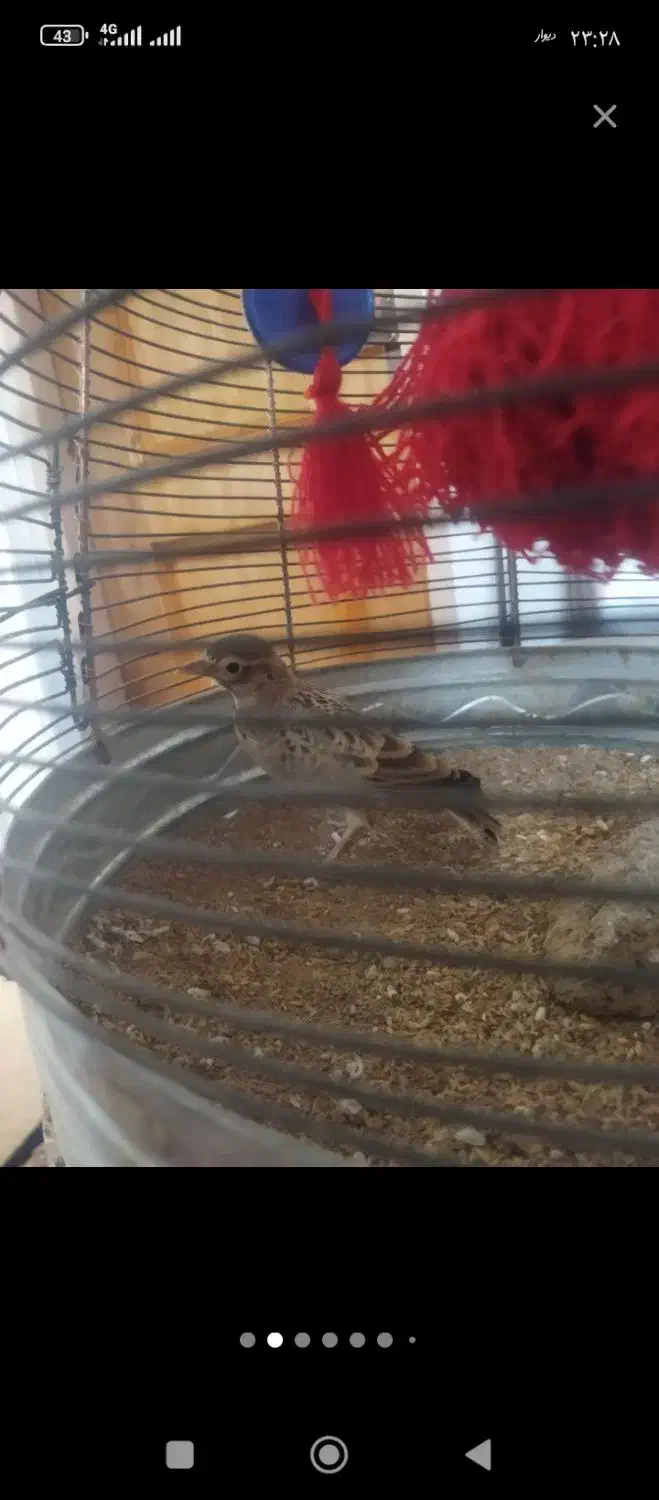 سهره خاکی|پرنده|شوشتر, |دیوار