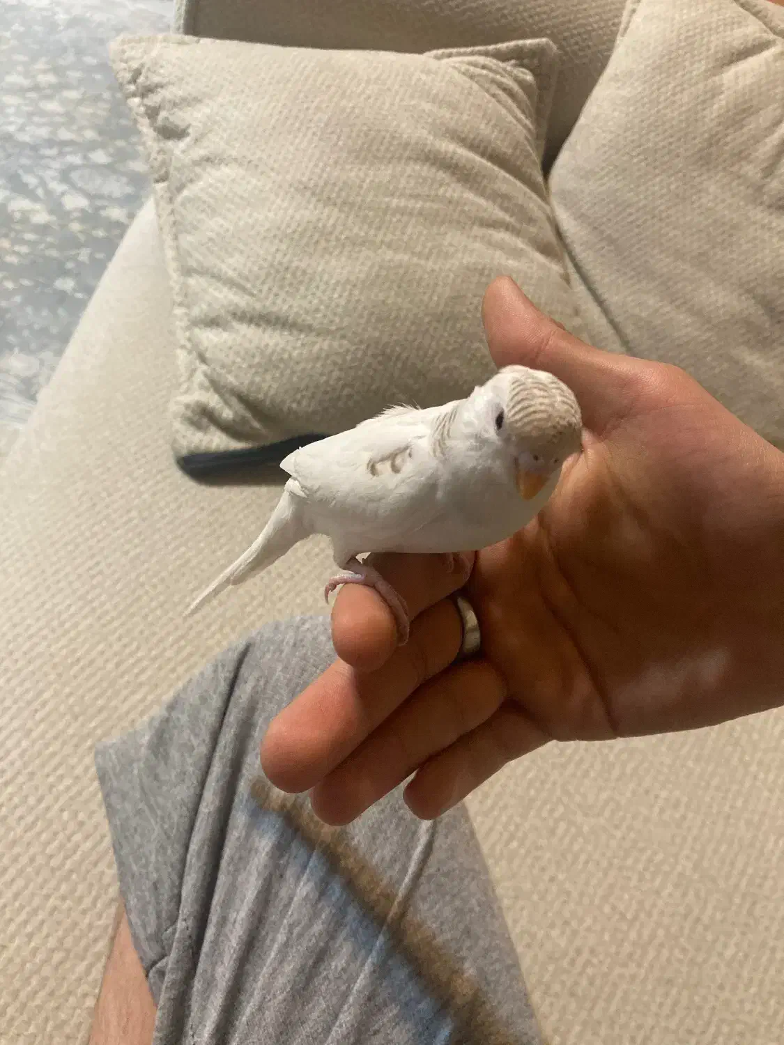 مرغ عشق|پرنده|فولادشهر, A2|دیوار