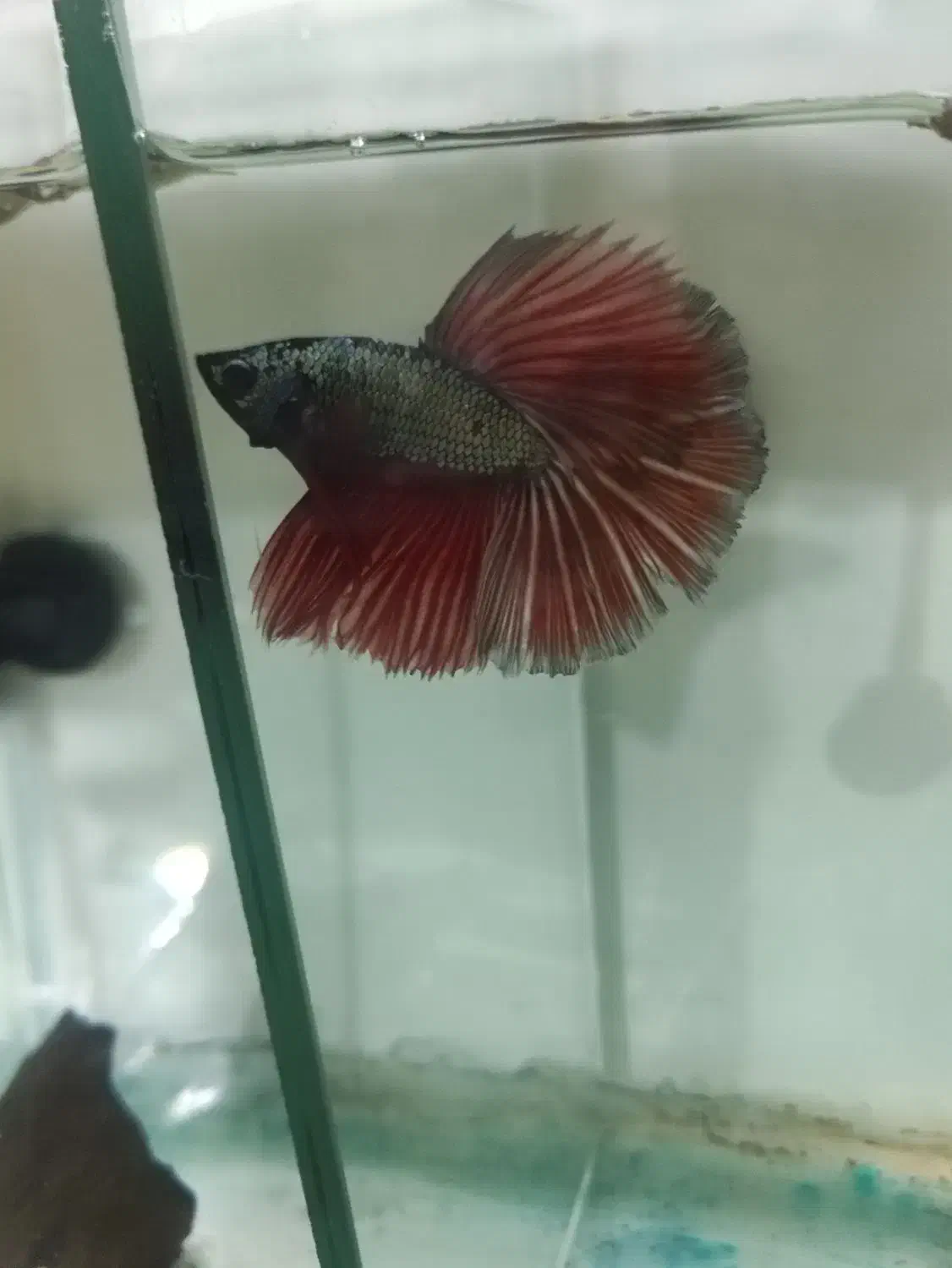 ماهی فایتر|ماهی|تبریز, |دیوار