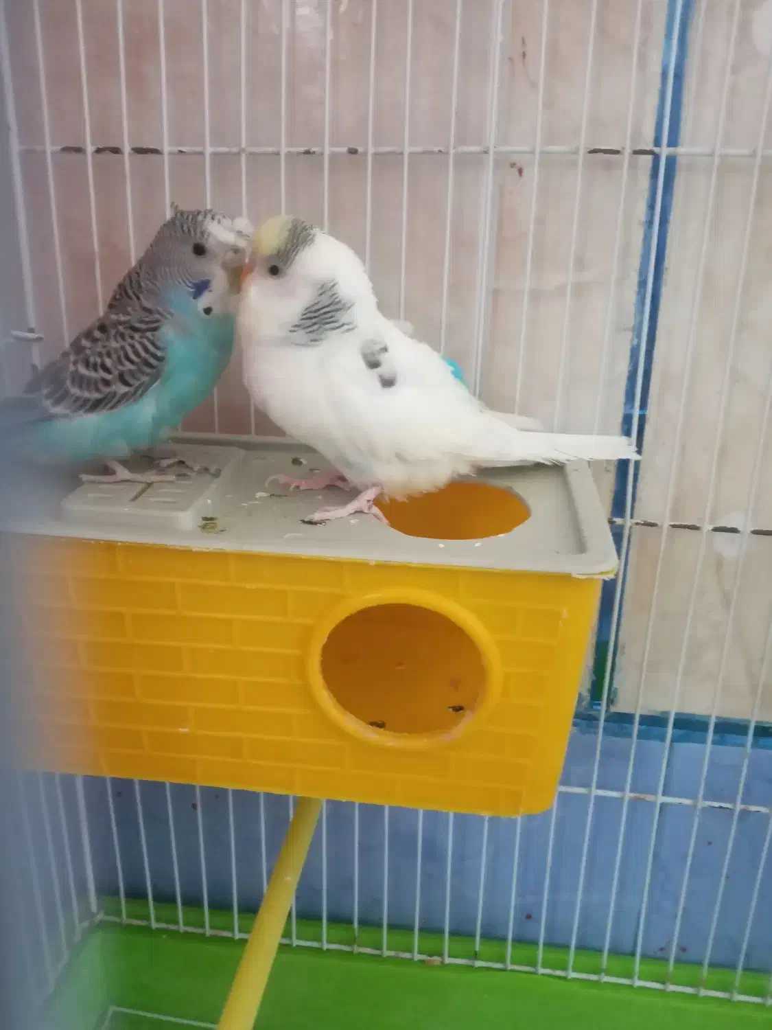 یک جفت مرغ عشق با قفس خیلی خیلی بزرگ|پرنده|لردگان, |دیوار