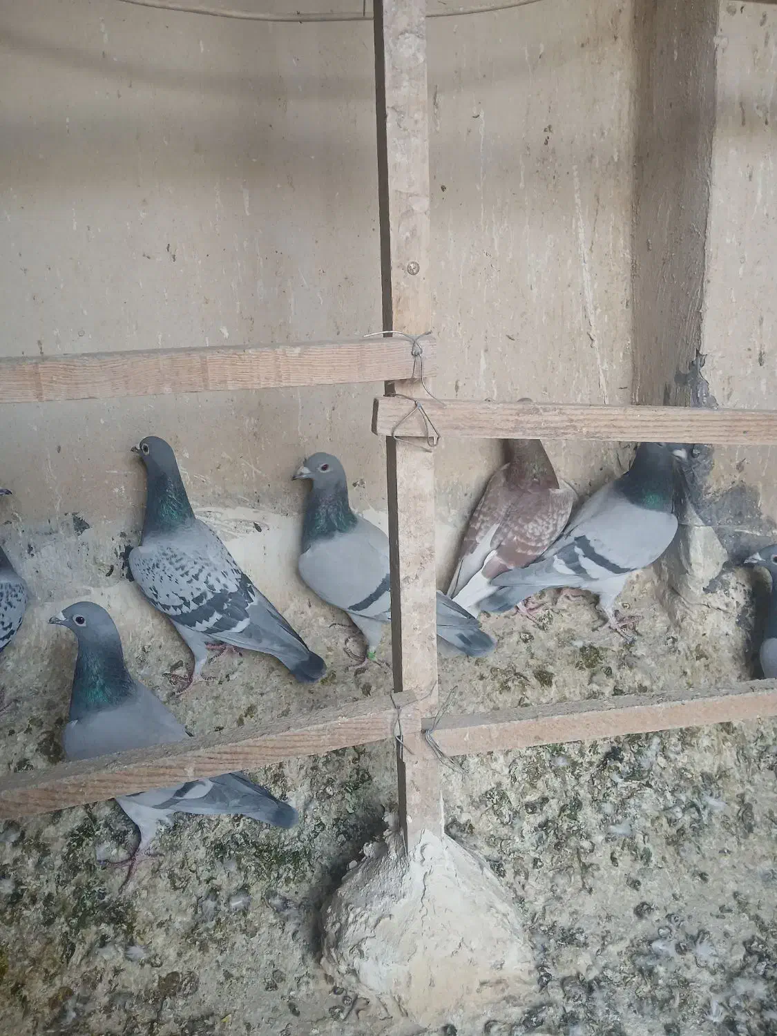 کفتر|پرنده|قم, نوبهار|دیوار