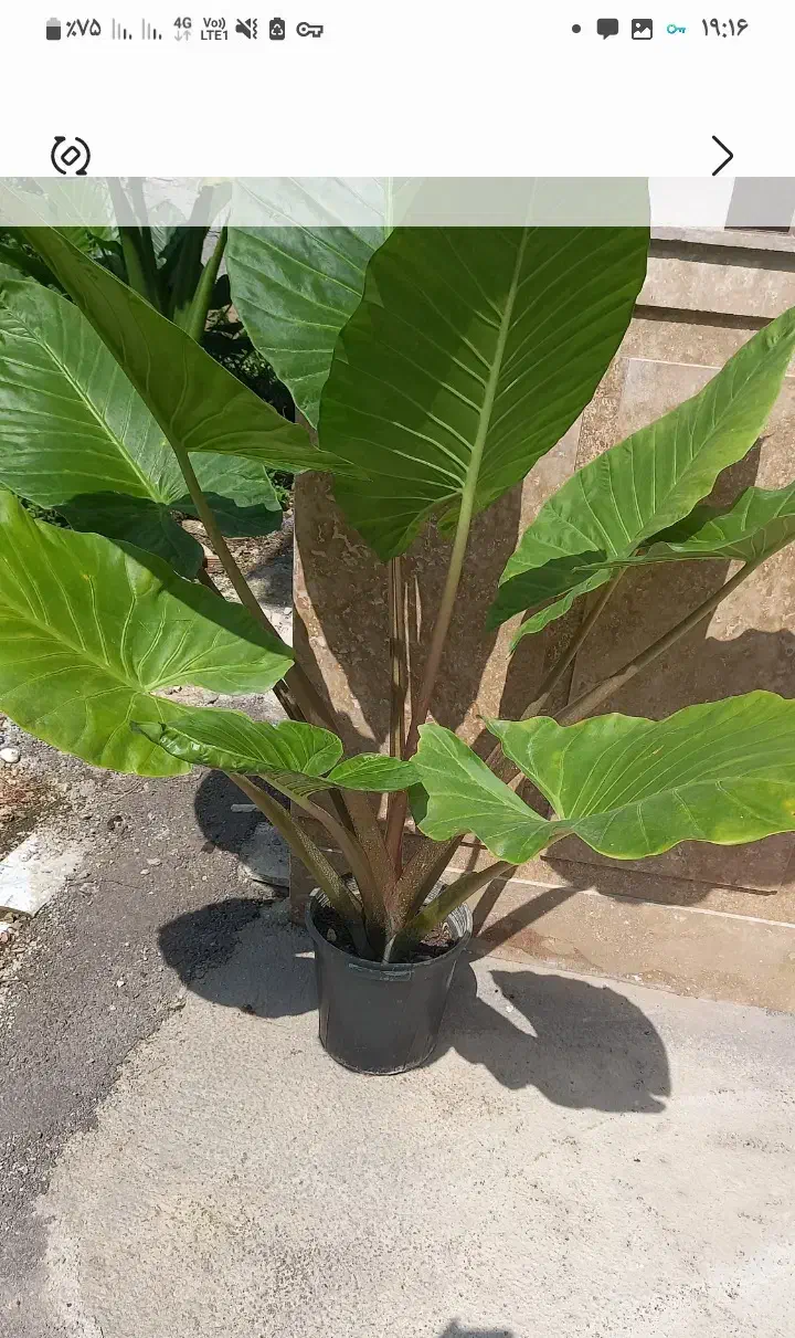 بابا ادم سبز و قرمز|گل و گیاه طبیعی|ماسال, |دیوار