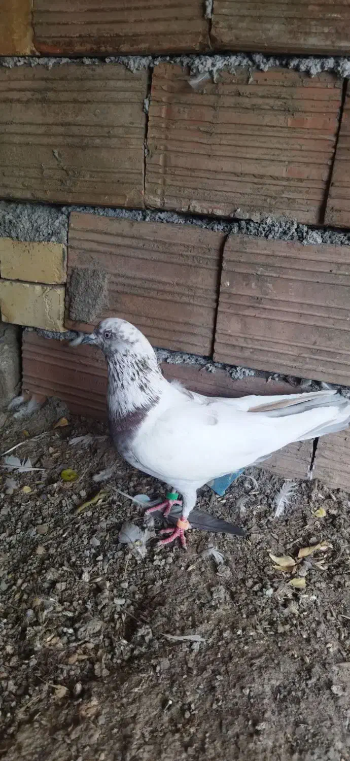 کبوتر کله زرد|پرنده|فاضل آباد, |دیوار