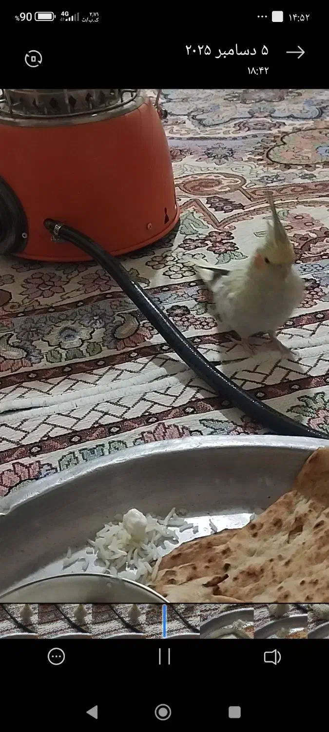 عروس هلندی گمشده|حیوانات|ایوان, |دیوار