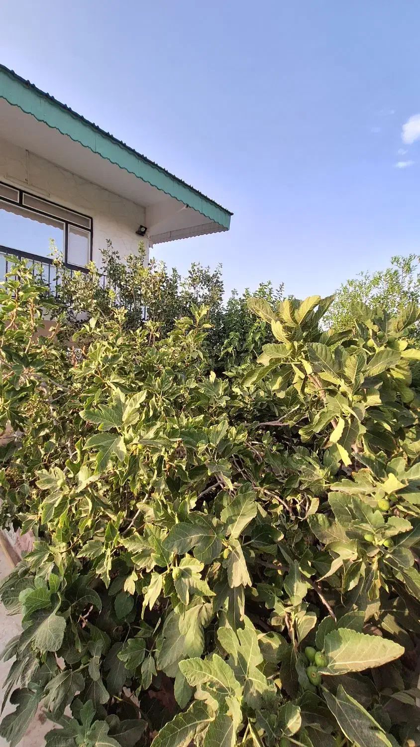 فروش باغ فول امکانات|فروش دفتر صنعتی، کشاورزی، تجاری|بیرجند, |دیوار