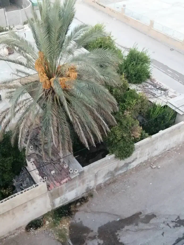 برش و قطع نخل در سراسر استان|خدمات باغبانی و درختکاری|بندر کنگان, |دیوار