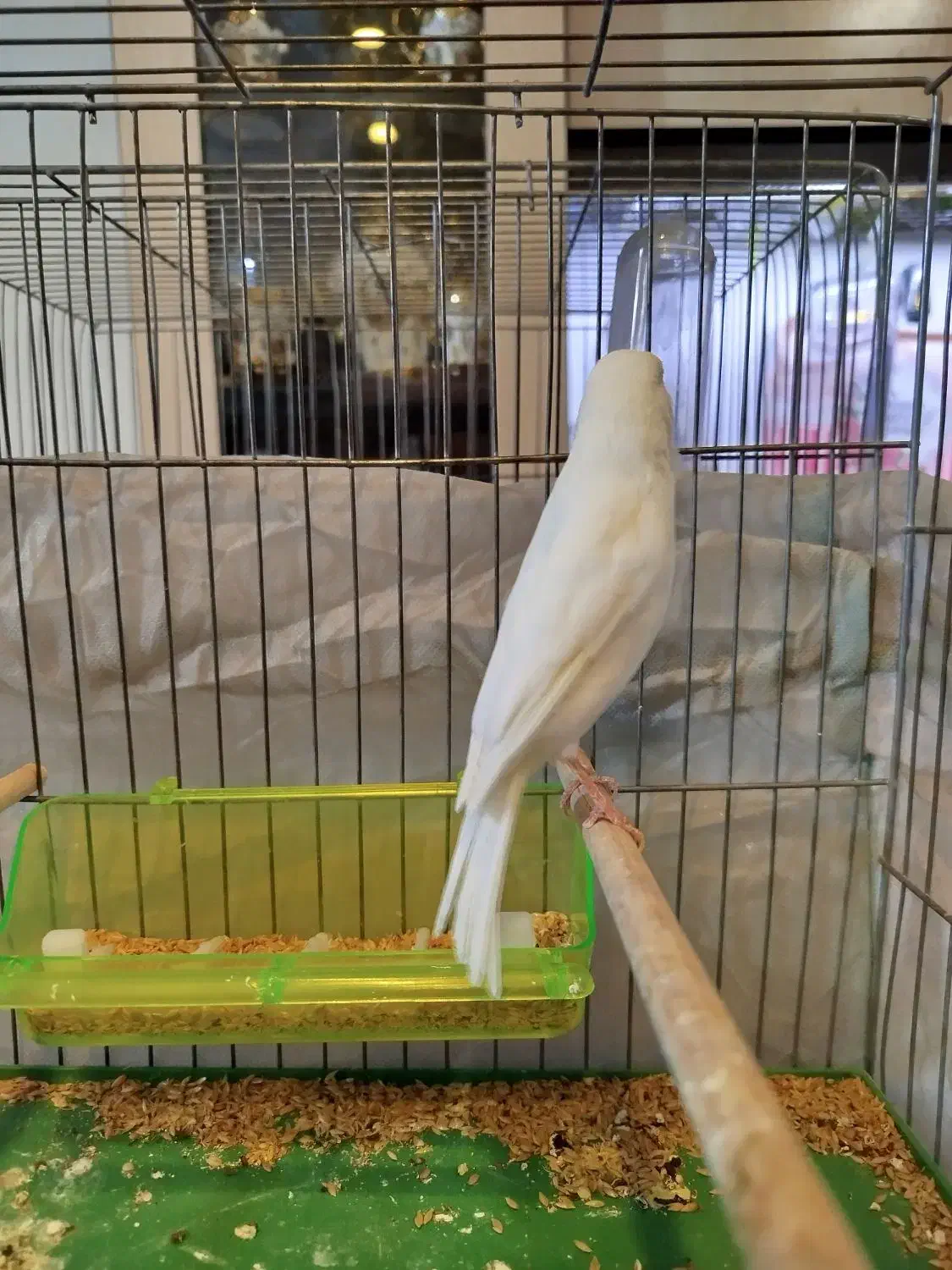 فروش قناری نر|پرنده|فردیس, شهرک شهید حسینی|دیوار