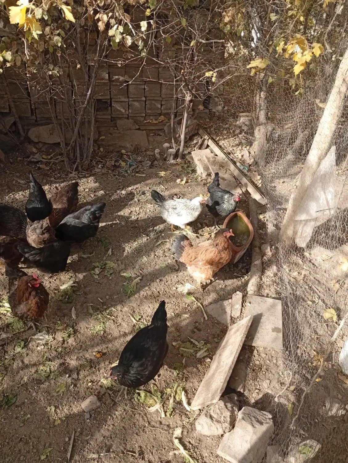 14عددمرغ رسمی تخم گذارفروشی|حیوانات مزرعه|تفرش, |دیوار