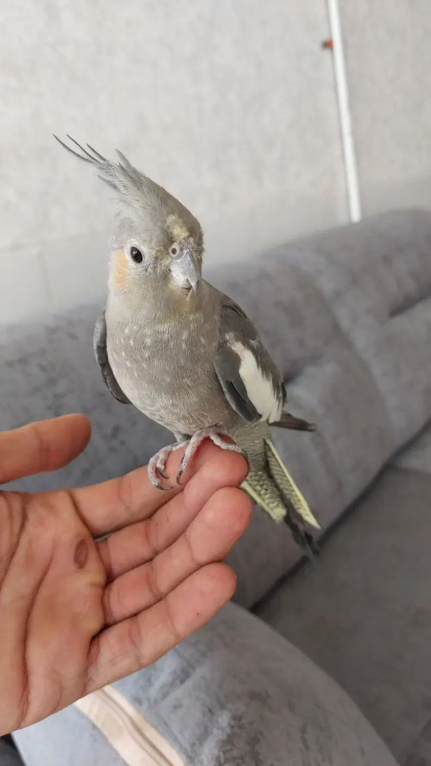 عروس هلندی ماده فروشی|پرنده|زرند, |دیوار