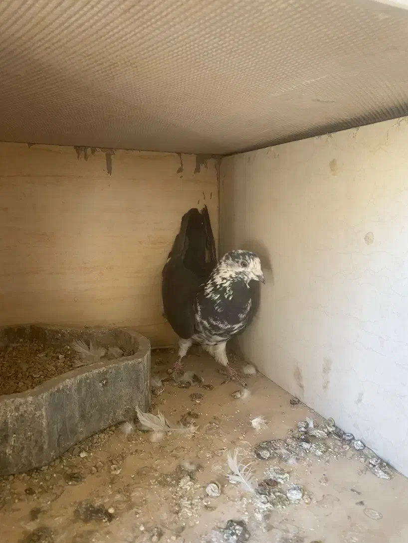 کفتر نر|پرنده|شاهرود, |دیوار