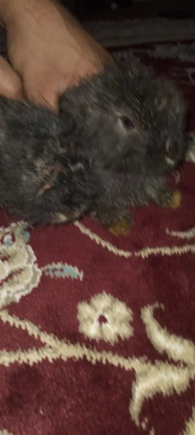 خرگوش|موش و خرگوش|سیاهکل, |دیوار