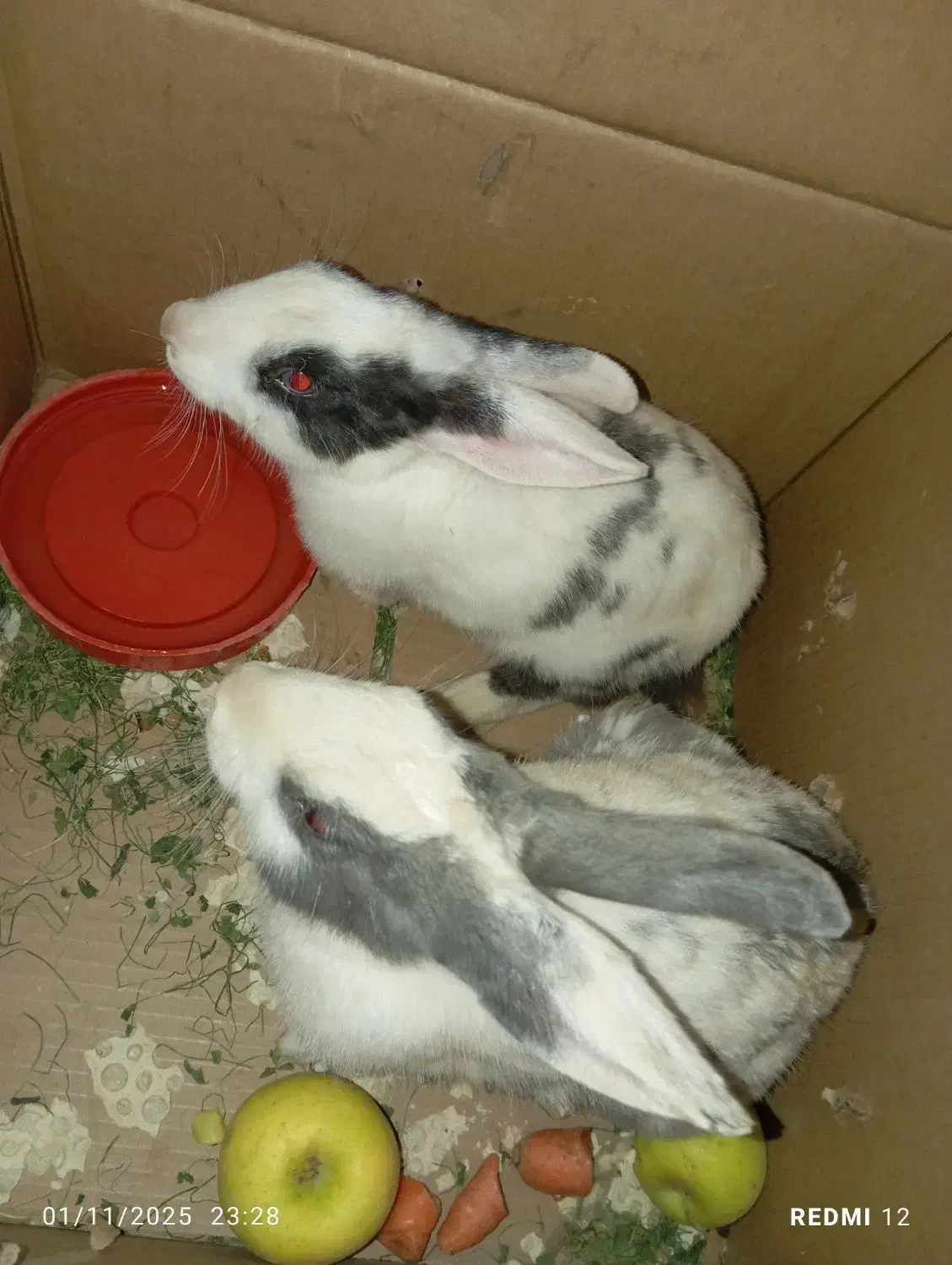 دوتا خرگوش قشنگ و زیبا دختر وپسر|موش و خرگوش|بانه, |دیوار