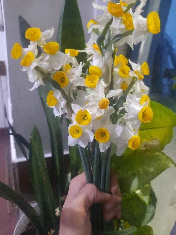 گل نرگس|گل و گیاه طبیعی|تاتار علیا, |دیوار