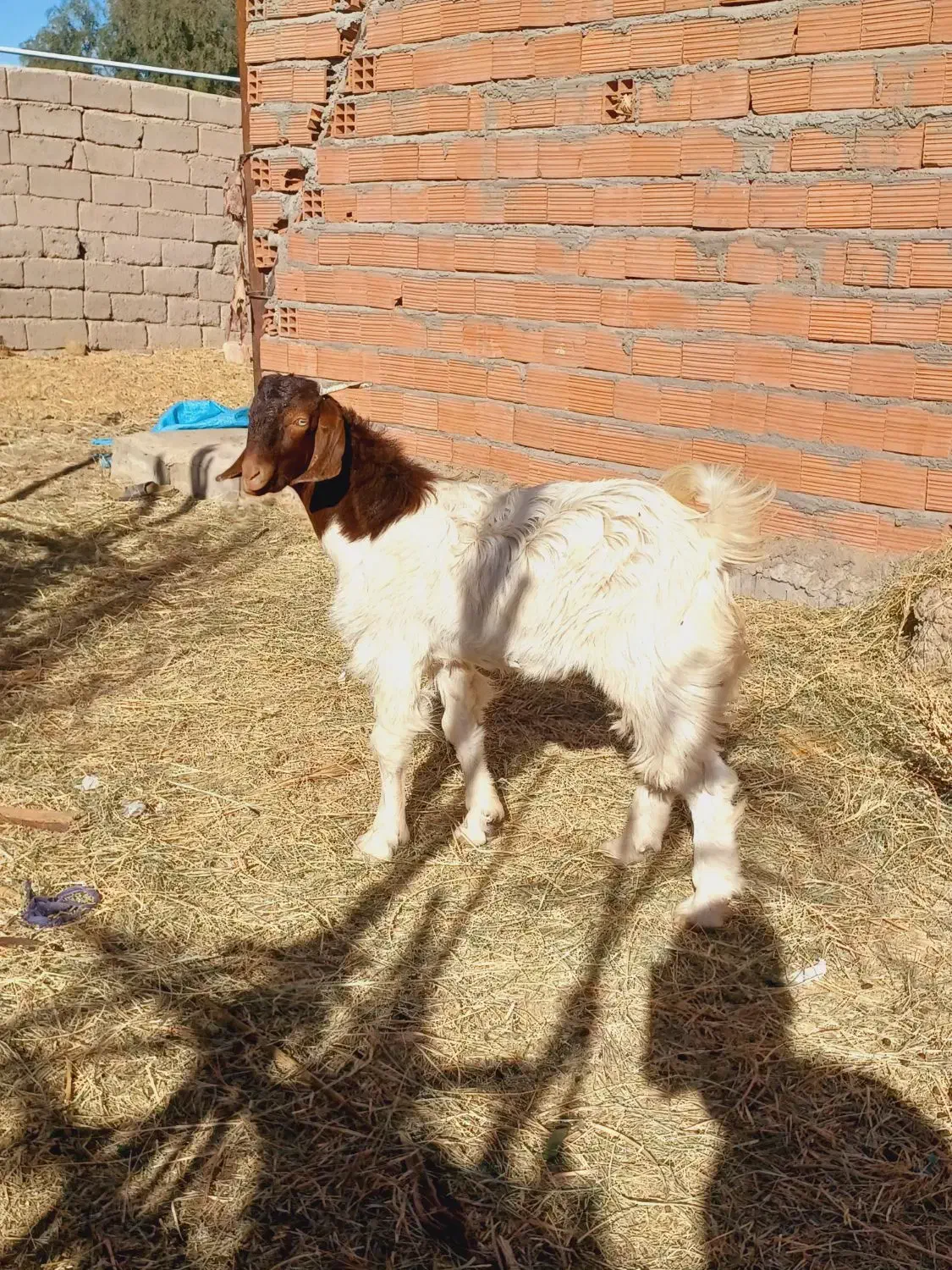 یک نری و یک گیسه چاق نزات مناسب کشتن نذر|حیوانات مزرعه|بم, |دیوار