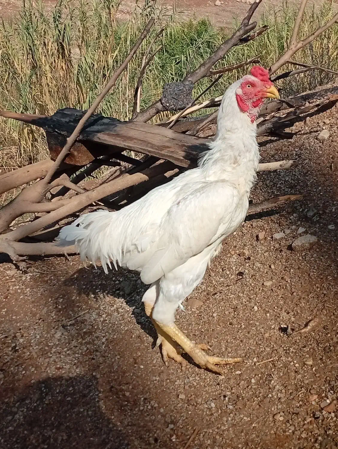 خروس لاری جوجه کش|حیوانات مزرعه|سرپل ذهاب, |دیوار