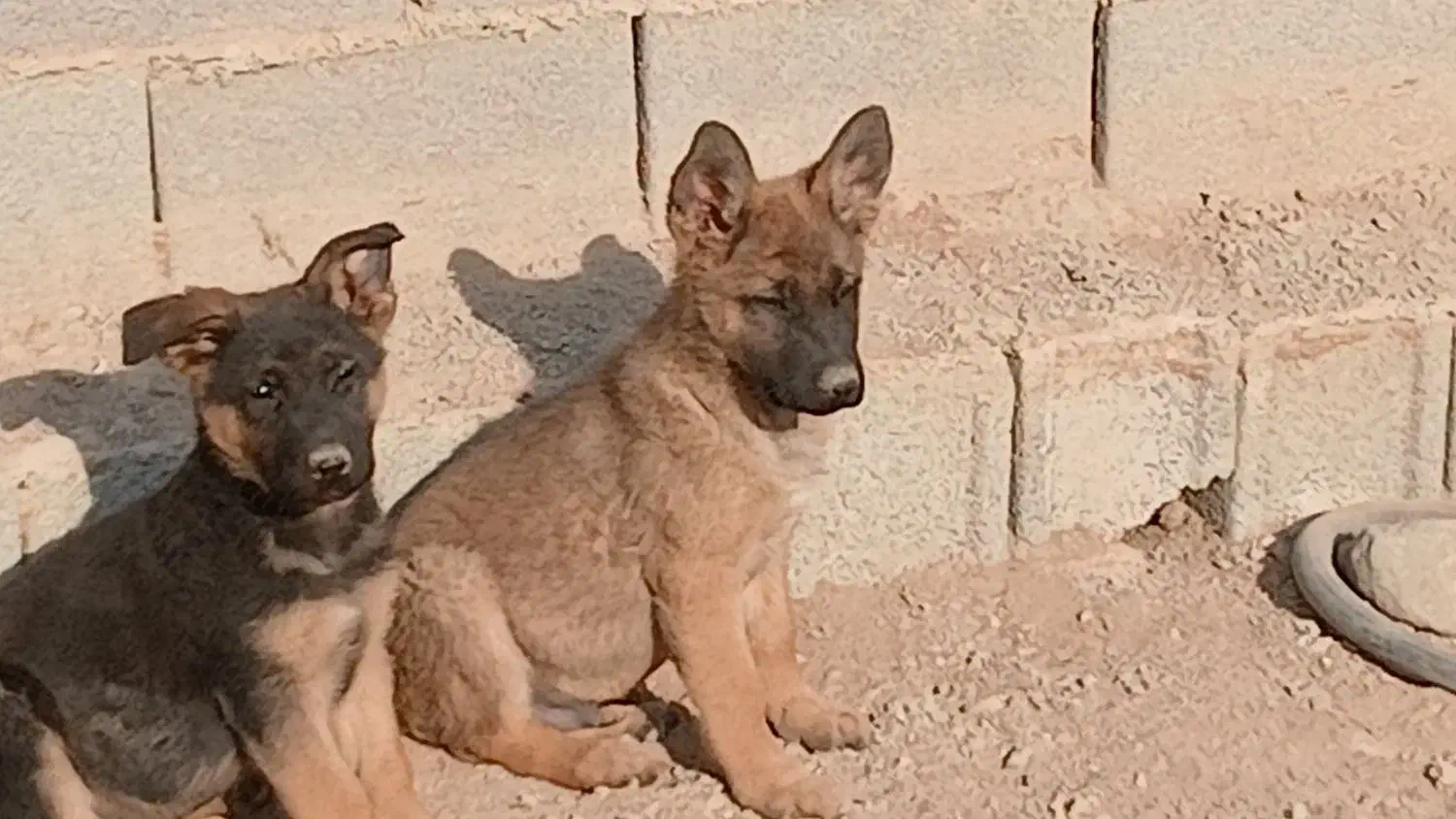 واگذاری سگ ژرمن|سگ|کرج, کمال‌شهر|دیوار