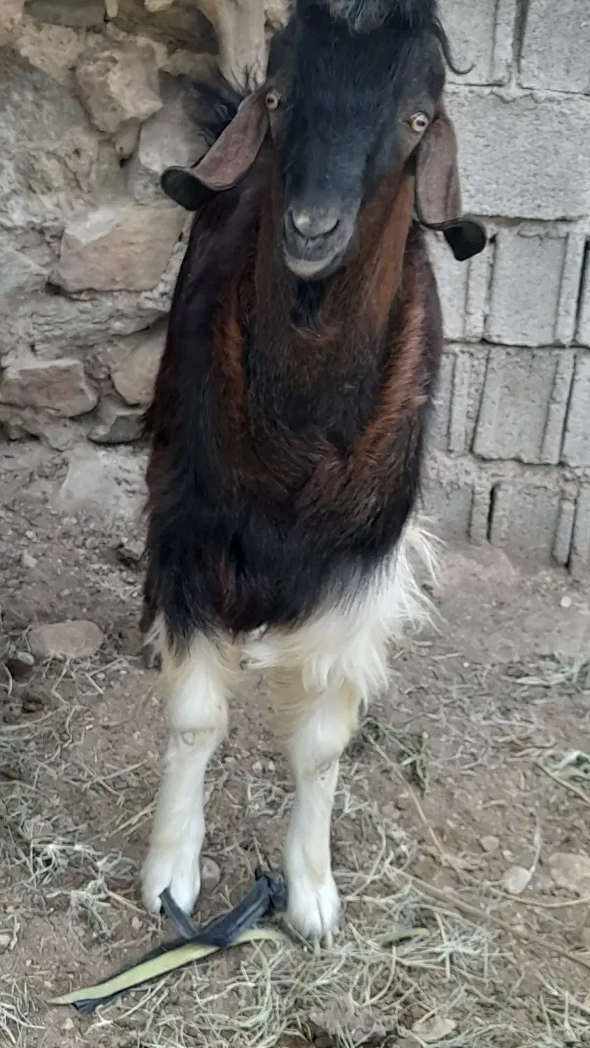 کهرهنربندیچاقکیلوی۳۳۰|حیوانات مزرعه|بوشکان, |دیوار