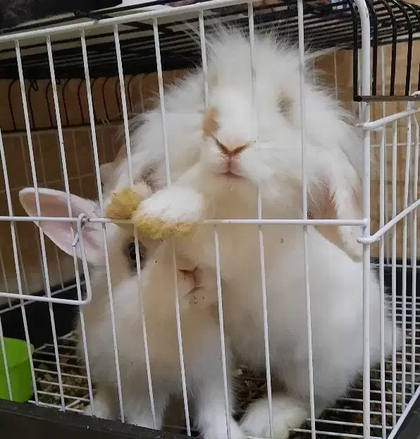 ۲ عدد خرگوش لوپ و خرگوش چشم آبی|موش و خرگوش|تهران, اکباتان|دیوار