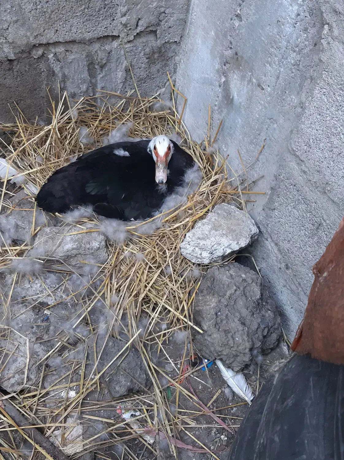 اردک اسراییلی کرک شده آماده برای نشستن روی تخم|حیوانات مزرعه|آستانه اشرفیه, |دیوار