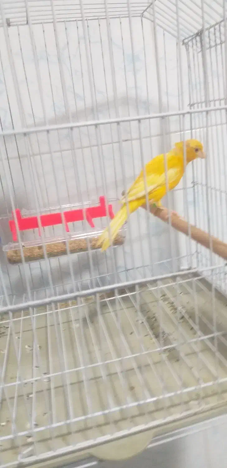 قناری ماده|پرنده|امیدیه, |دیوار