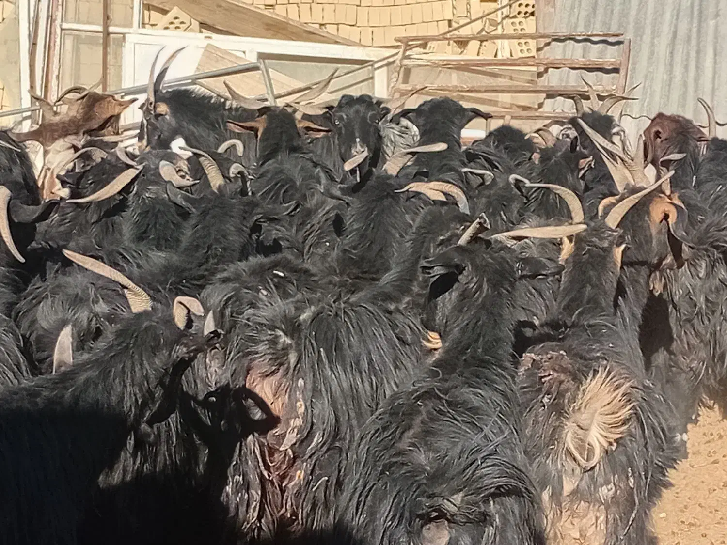 بز داشتی آبستن  قوچ ومیش|حیوانات مزرعه|اقلید, |دیوار