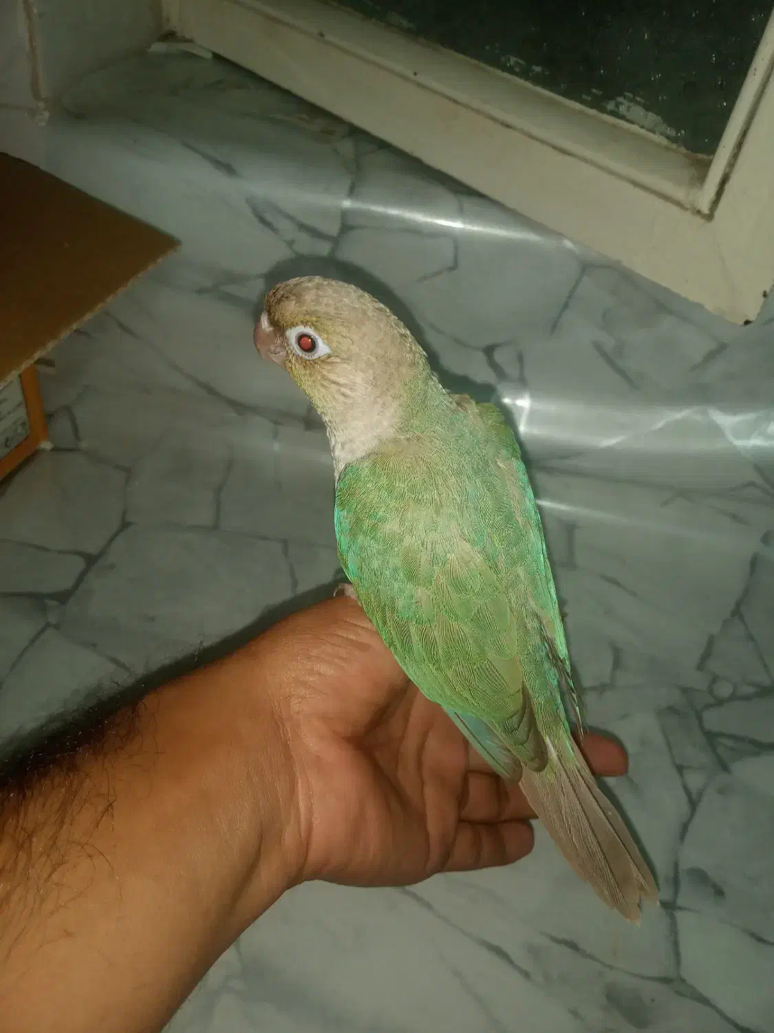 گرینچیک|پرنده|بندرعباس, |دیوار