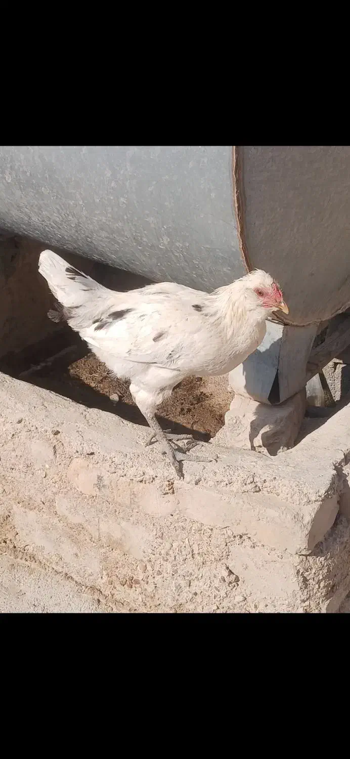 جوجه خروس محلی اصل دارویی و نگهداری|حیوانات مزرعه|مرودشت, رودبال|دیوار