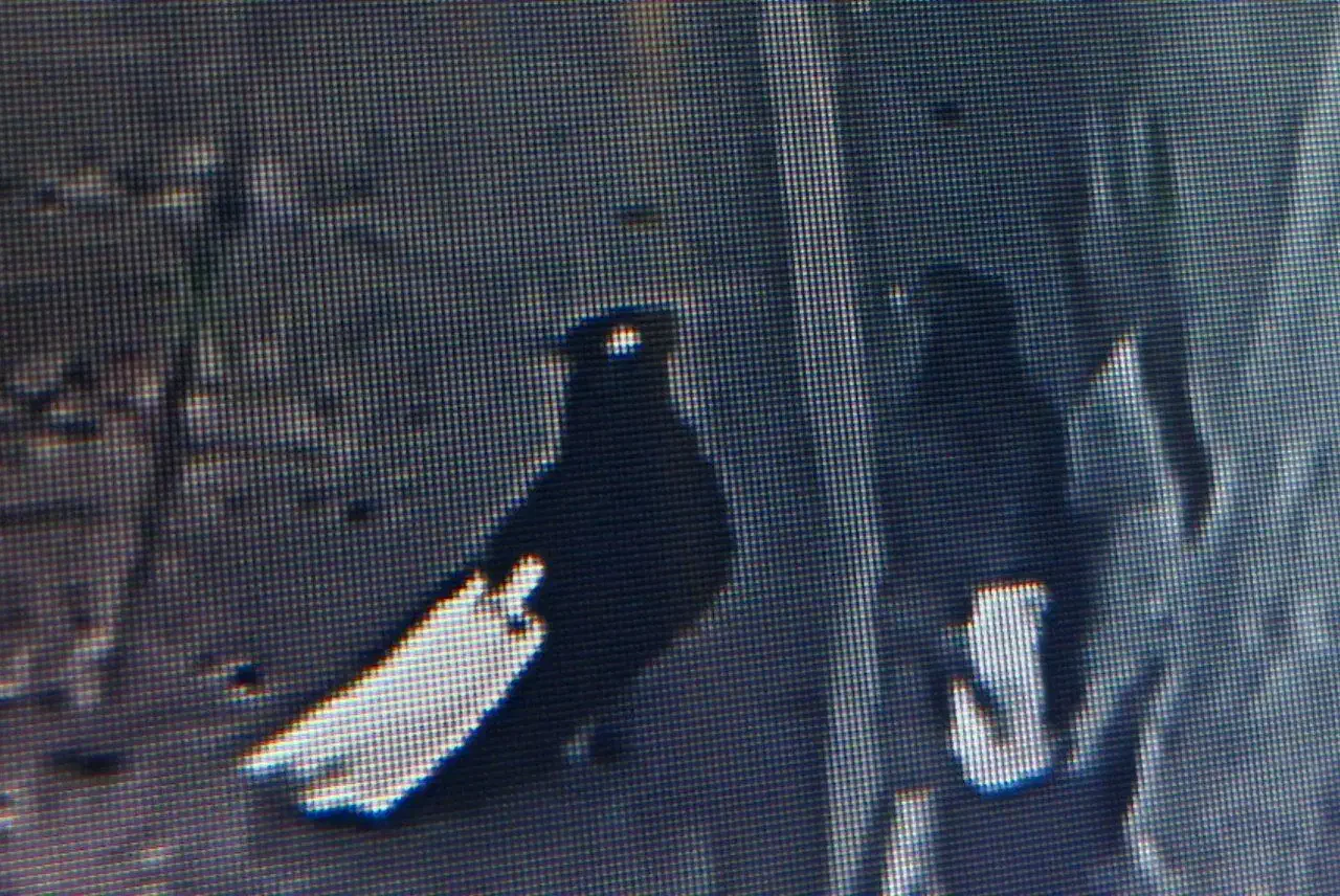 یک جفت دم سفید|پرنده|نیشابور, شهید جعفری|دیوار