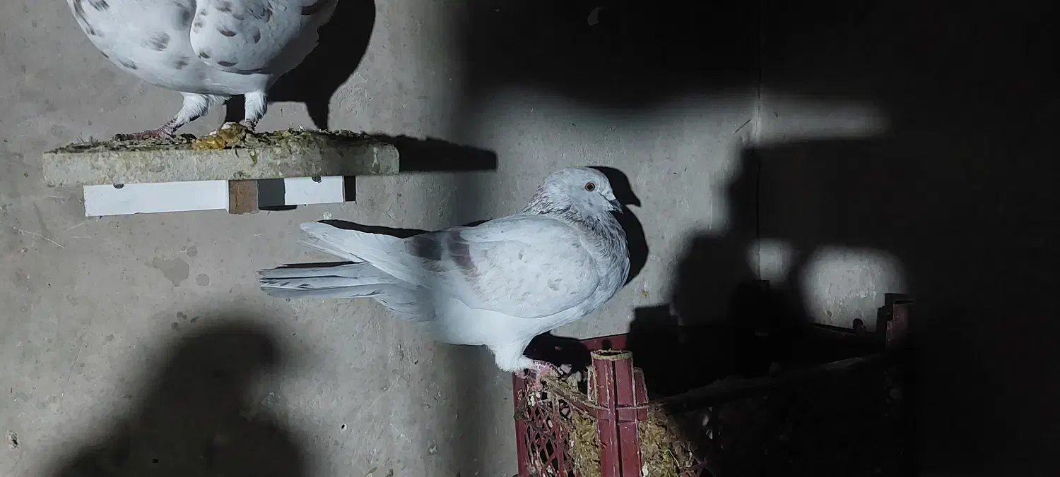 کبوتر|پرنده|اوز, |دیوار