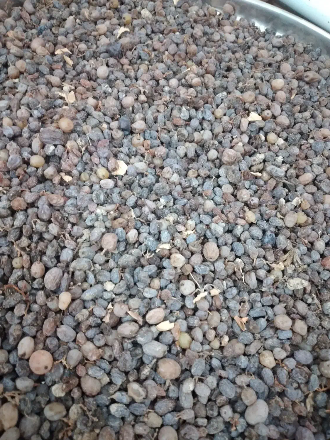 کشمش|خوردنی و آشامیدنی|ملکان, |دیوار