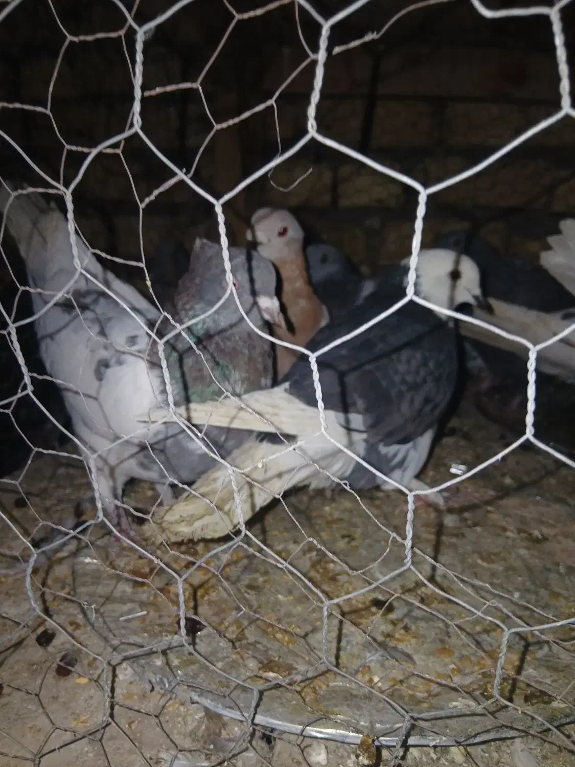 کفتر سالم و خونگی|پرنده|شهرضا, |دیوار