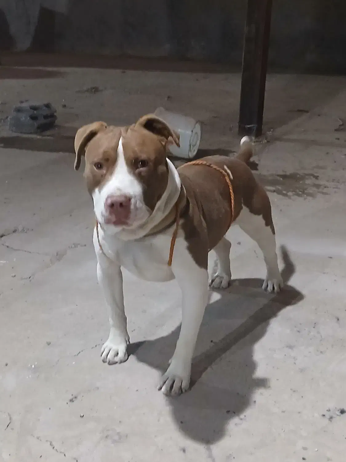 سگ پیتبول.|سگ|تبریز, |دیوار