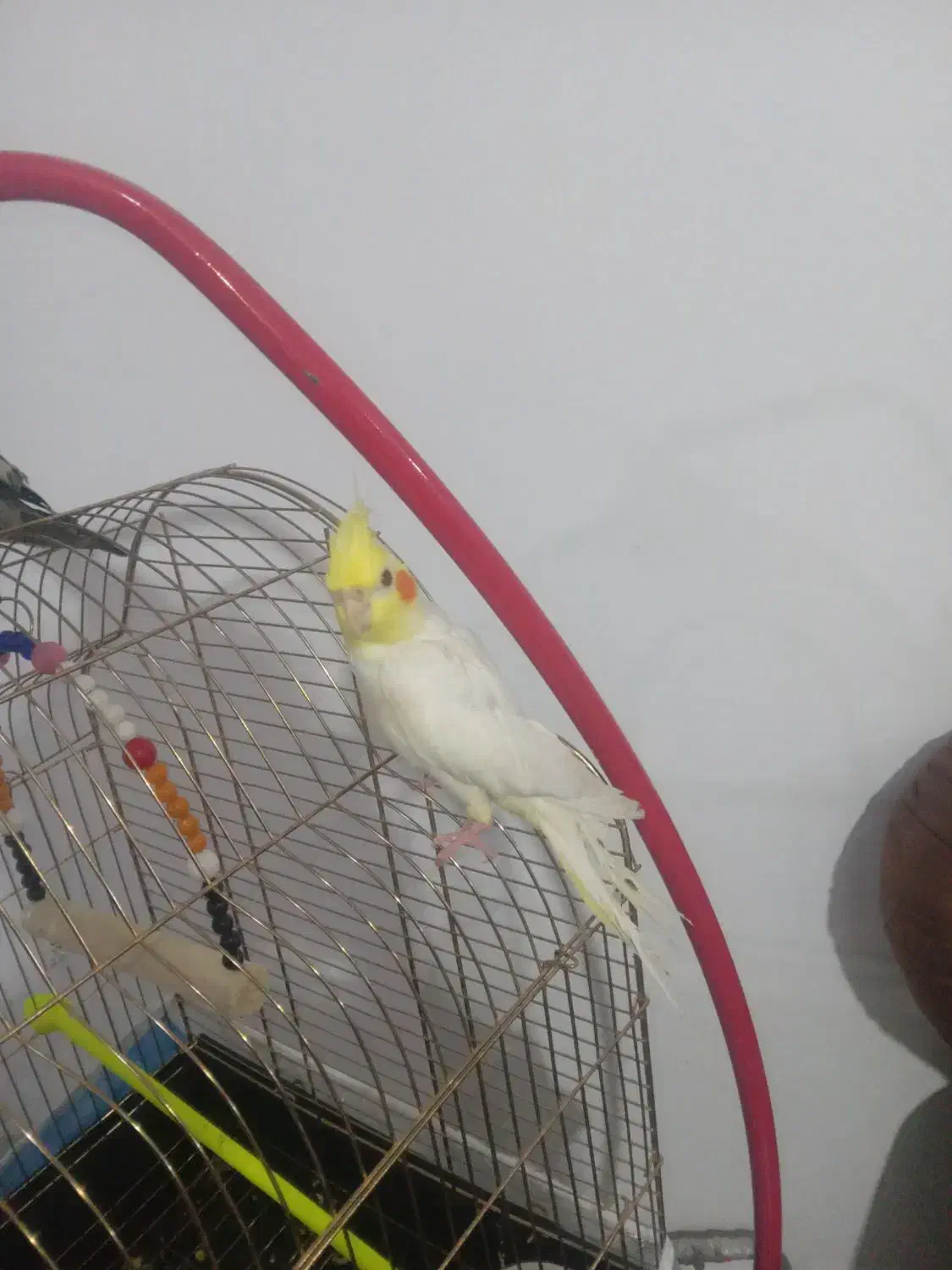 پرندگان|پرنده|ارومیه, |دیوار