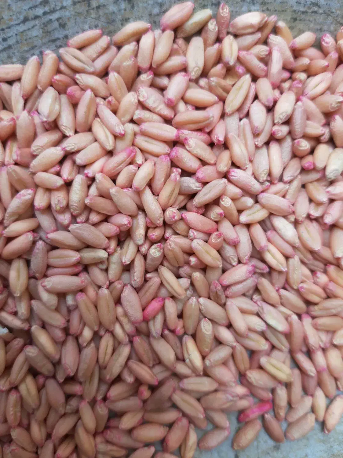 گندم دیم سرداری|خوردنی و آشامیدنی|صحنه, |دیوار