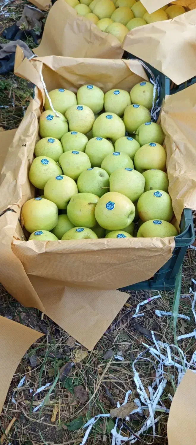 سیب میانه|خوردنی و آشامیدنی|کندوان, |دیوار