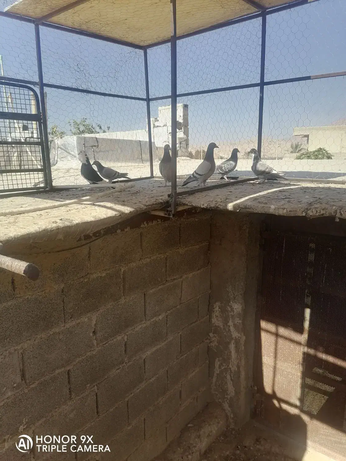 کبوتر|پرنده|کوه چنار, |دیوار