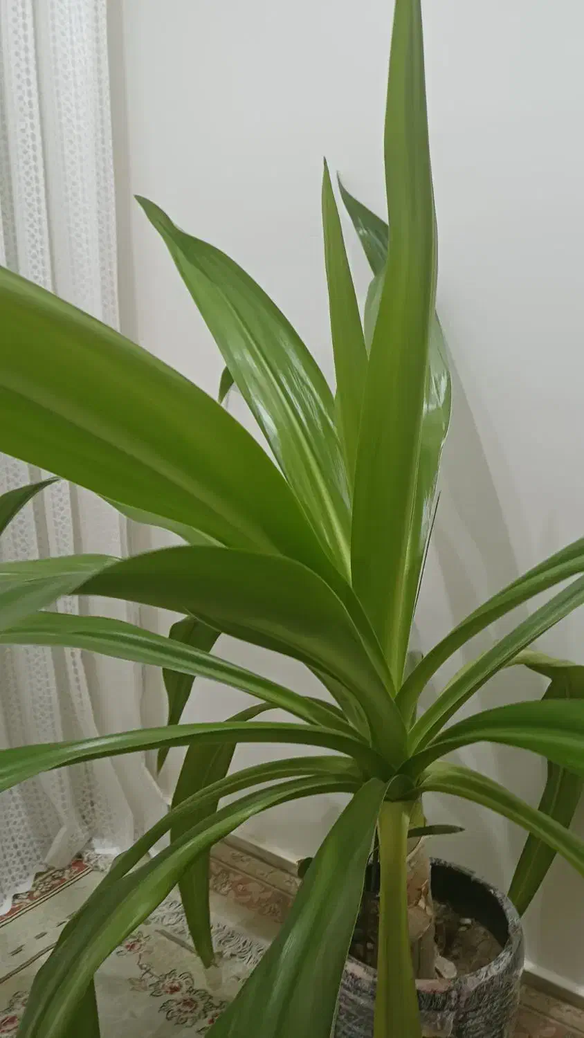 گل طبیعی|گل و گیاه طبیعی|سیستان, |دیوار