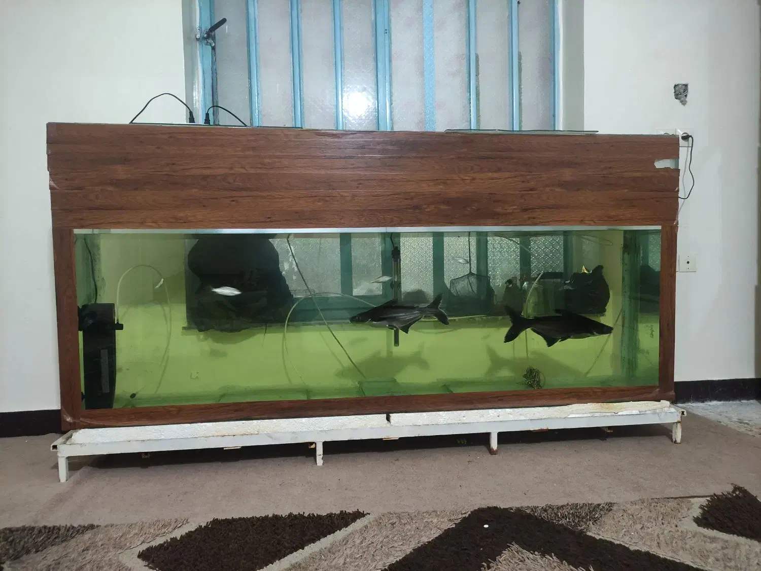 آکواریوم بزرگ|ماهی|ایذه, |دیوار