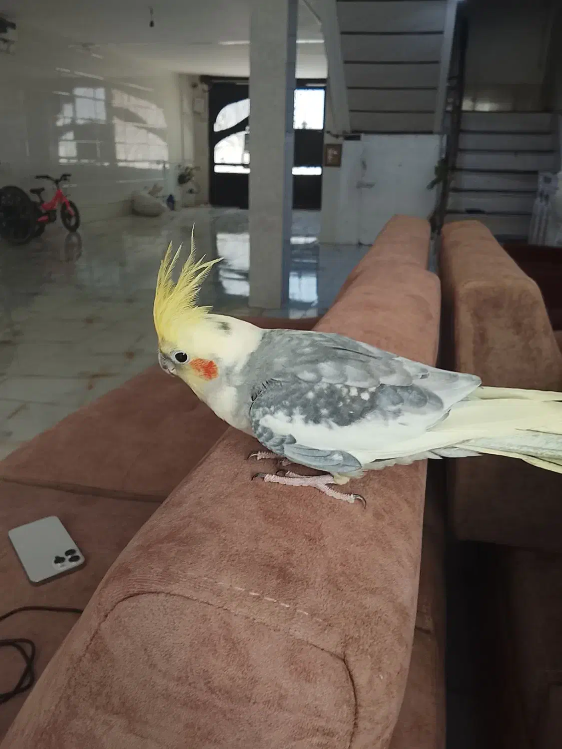 عروس هلندی نر مست رام رام|پرنده|سرپل ذهاب, |دیوار